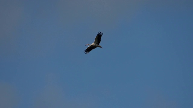 白鹳(Ciconia Ciconia)飞在蓝色的夜空视频素材