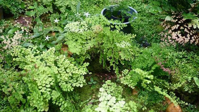 采购产品热带植物，花，绿色植物在温室，温室的花盆视频素材