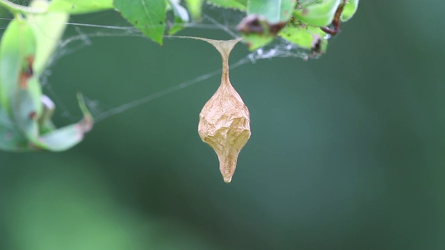 蜘蛛卵囊(Cyrtarachne inaequalis)视频素材