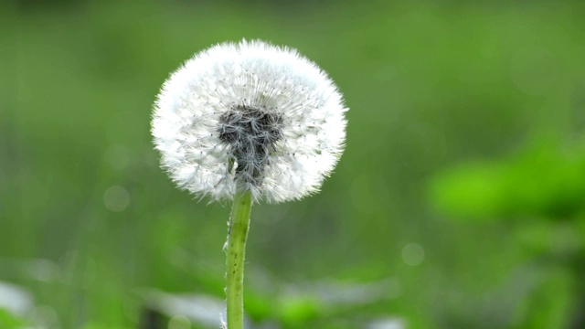 蒲公英在春天开花视频素材