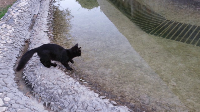 可爱的小黑猫在慢镜头中摇着池塘里的水视频素材