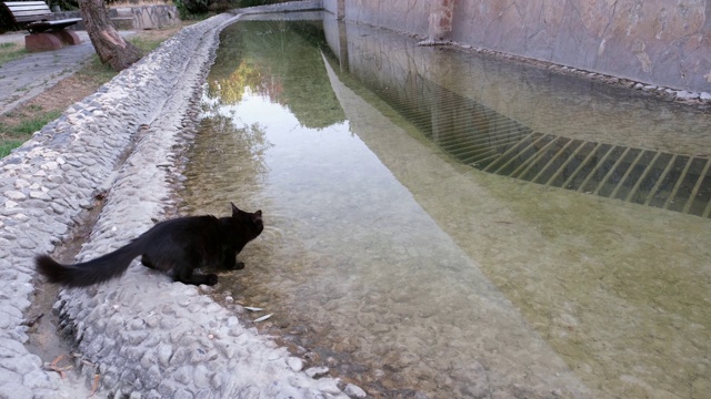 可爱的小黑猫正在池塘里喝水视频素材