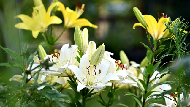 白色和黄色的百合花浇水视频素材