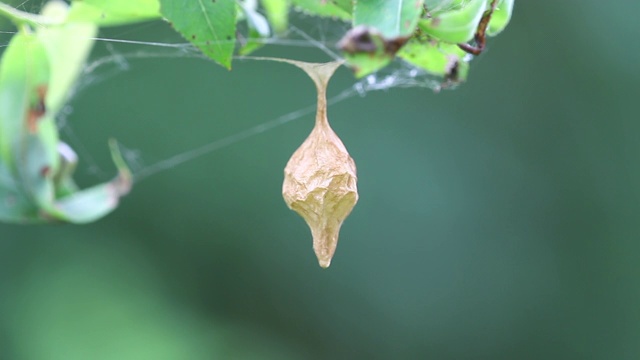 蜘蛛卵囊(Cyrtarachne inaequalis)视频素材