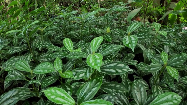 花园里有绿叶植物视频素材