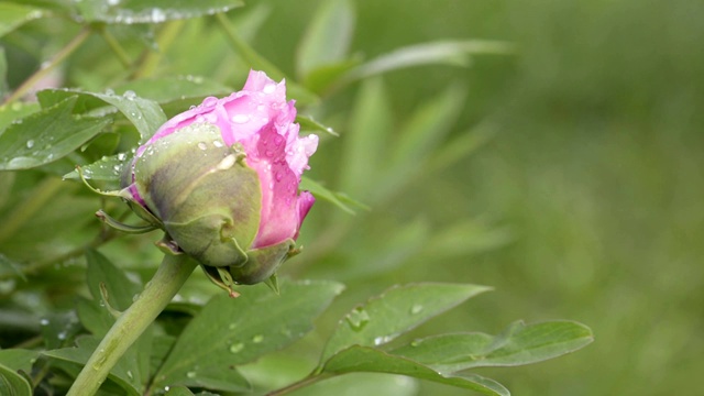 雨后粉红牡丹花视频素材