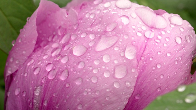 雨后粉红牡丹花视频素材