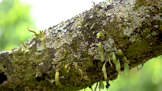 地衣和苔藓视频素材