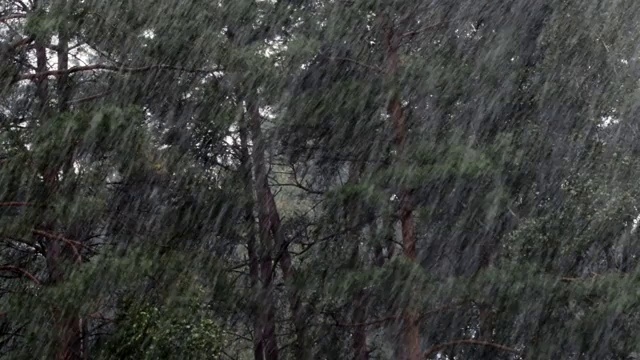 夏天的松林里有倾盆大雨和雷鸣视频素材