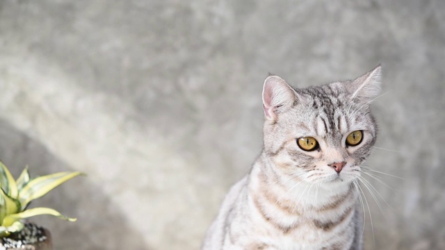 白色的地板和墙壁上躺着一只可爱的黄眼睛虎斑猫视频素材