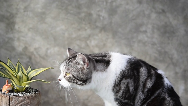 白色的地板和墙壁上躺着一只可爱的黄眼睛虎斑猫视频素材