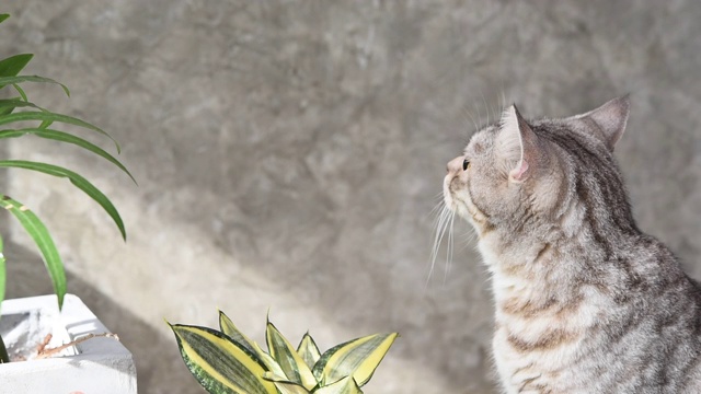 白色的地板和墙壁上躺着一只可爱的黄眼睛虎斑猫视频素材