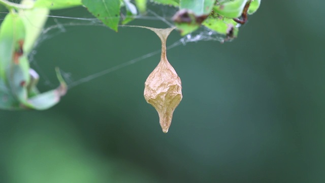 蜘蛛卵囊(Cyrtarachne inaequalis)视频素材