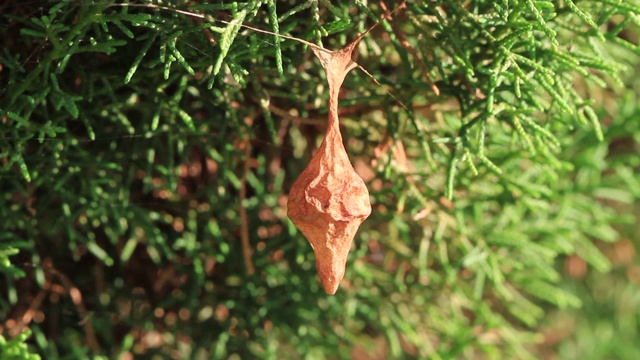 蜘蛛卵囊(Cyrtarachne inaequalis)视频素材