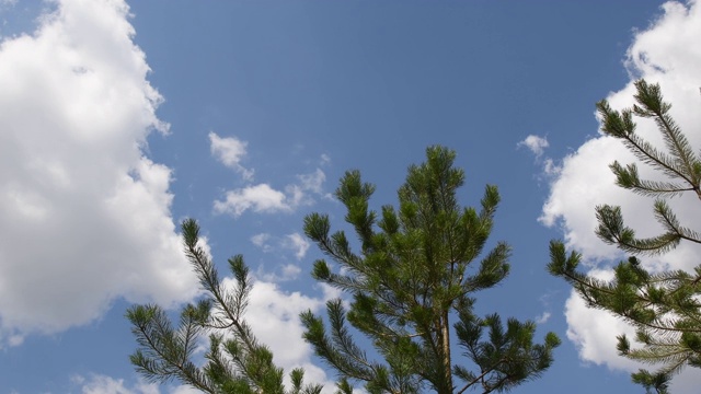 在蓝天白云背景下，杉树的树枝随风摇摆视频素材