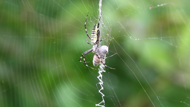 蛛网上的圆织蜘蛛(Argiope amoena)蜜蜂视频素材