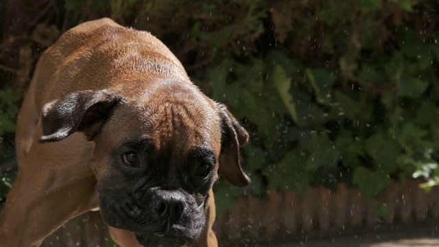 湿漉漉的拳师犬摇晃着。慢动作视频特写视频素材