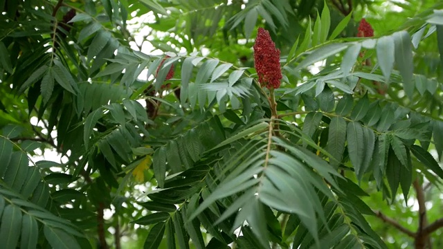 美丽多彩的漆树花视频素材