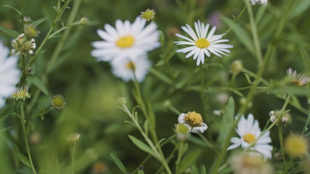 甘菊花领域视频素材