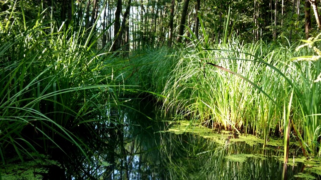 水生植物湿地，恢复自然环境视频素材