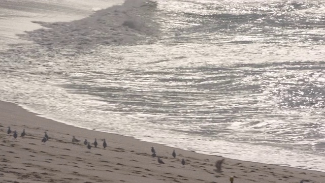 清晨，一个冲浪者跑到悉尼著名的邦迪海滩冲浪视频素材