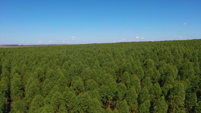 巴西的桉树种植园-纤维素造纸工业的农业。鸟瞰图的绿色桉树森林。无人机通过视频素材