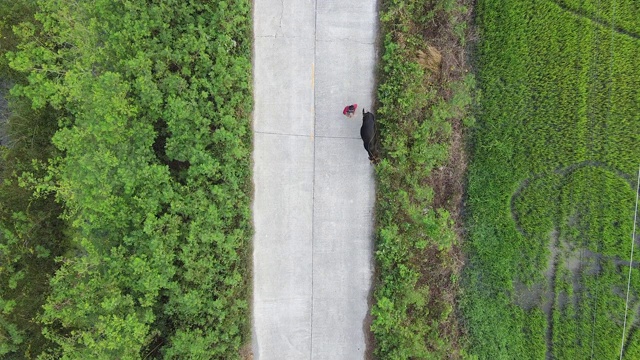 空中近距离无人机没有汽车的乡村道路在晨光。一个农民和黑牛走在农田附近与绿色植被树木在农村森林。视频下载