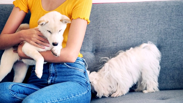 年轻女子玩她的狗在沙发上在家。视频素材