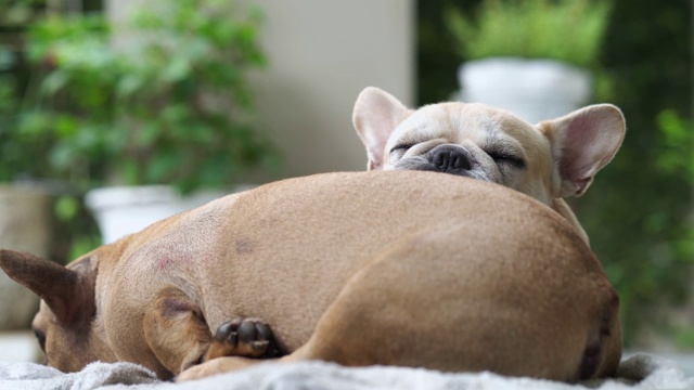 在室外睡觉的可爱的法国斗牛犬。视频素材