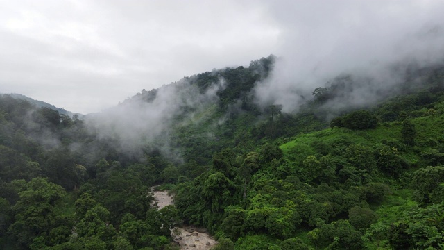 雾覆盖雨林山谷的4k鸟瞰图视频素材