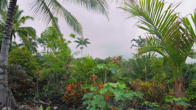 热带植物视频素材