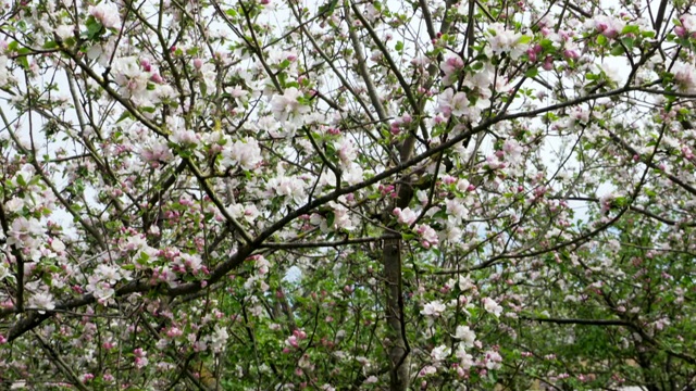 一棵开满花的苹果树视频素材