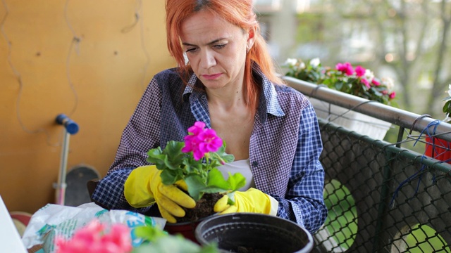 女人把带土的花苗放进花盆里视频素材