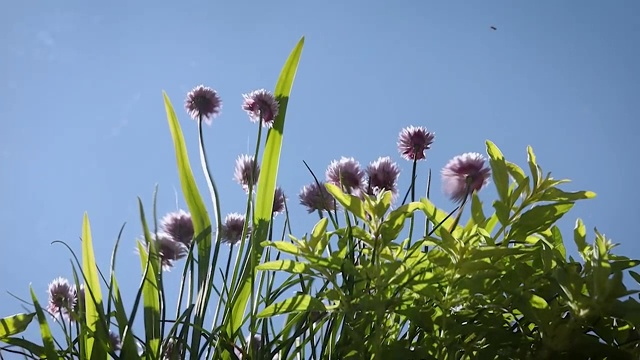 韭菜花与鼠尾草叶流水映照视频素材