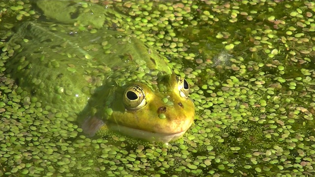 近距离的青蛙在水覆盖着浮萍，Pelophylax esculentus或Teichfrosch视频素材