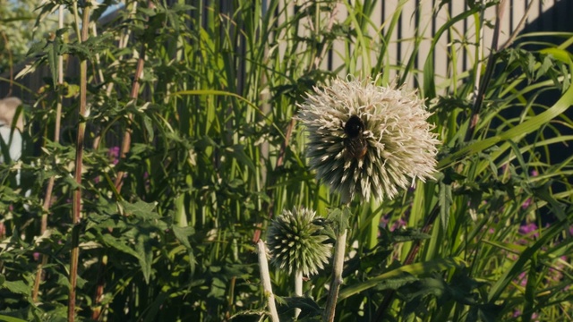 大黄蜂飞到公园的一朵花。昆虫在自然界中。视频素材