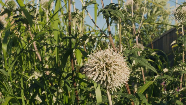 大黄蜂在草地上从球形蓟上采集花蜜。生态主题视频素材