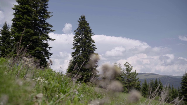 山景，松树，绿草和美丽的云彩视频素材