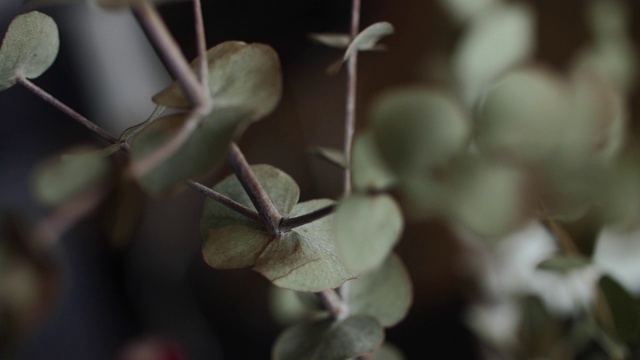 植物在室内，植物有叶子视频素材