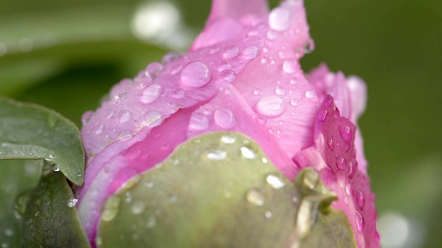 雨后粉红牡丹花视频素材