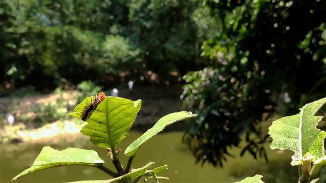 毛虫是鳞翅目(昆虫目，包括蝴蝶和飞蛾)成员的幼虫阶段。视频下载