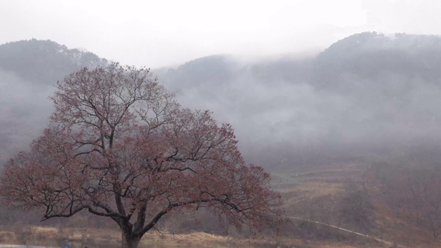 韩国，尹实县/全拉浦道视频素材