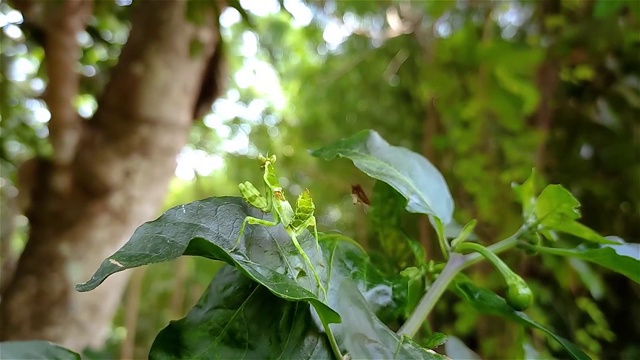 花螳螂是一种模仿花朵的螳螂。它们的颜色是侵略性拟态的一个例子，大多数种类的花螳螂都属于膜足蝽科。视频下载