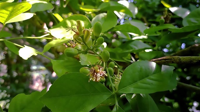 这是早上的艾格勒橘子花镜头。柑橘树是一种原产于印度次大陆和东南亚的树种。视频下载