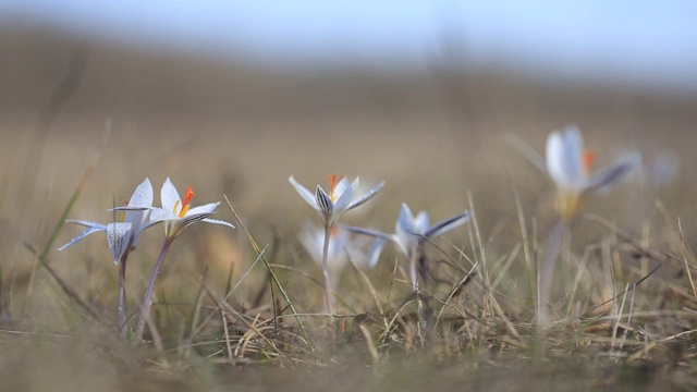 特写白色藏红花在草原上视频素材