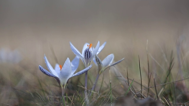 特写白色藏红花在草原上视频素材