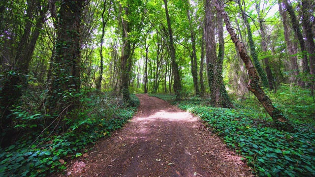 森林的路。鸟儿在林中歌唱，阳光在树间照耀。自然放松的景观视频素材