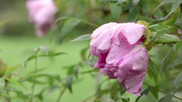 雨后粉红牡丹花视频素材