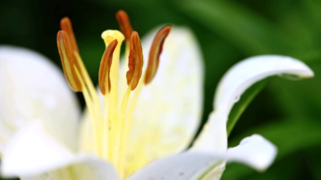 白色的百合在花园里开花视频素材