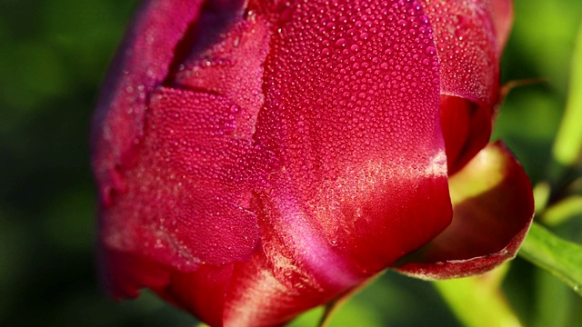 紫牡丹雨后花视频素材